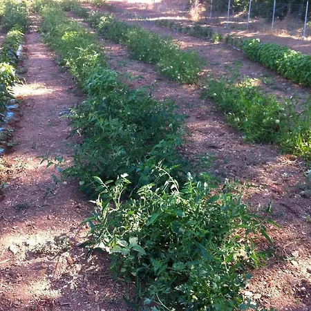 Baratz Farm stay